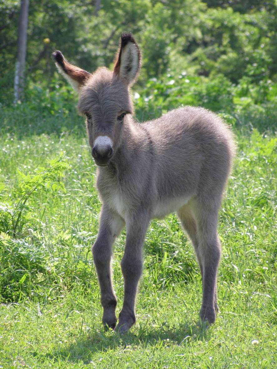 Miniature Donkeys